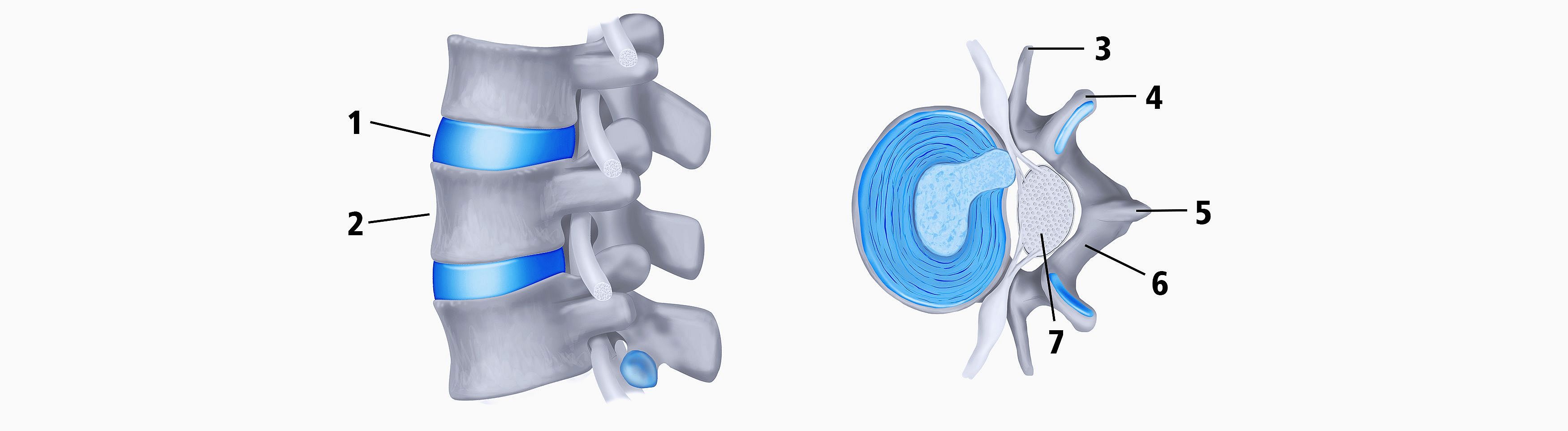 Une stabilité liée aux disques et aux ligaments Die Grafik zeigt die Nahaufname einer Wirbelsäule. Zu sehen sind Wirbelkörper und Bandscheibe, einmal von der Seite und einmal im Querschnitt.