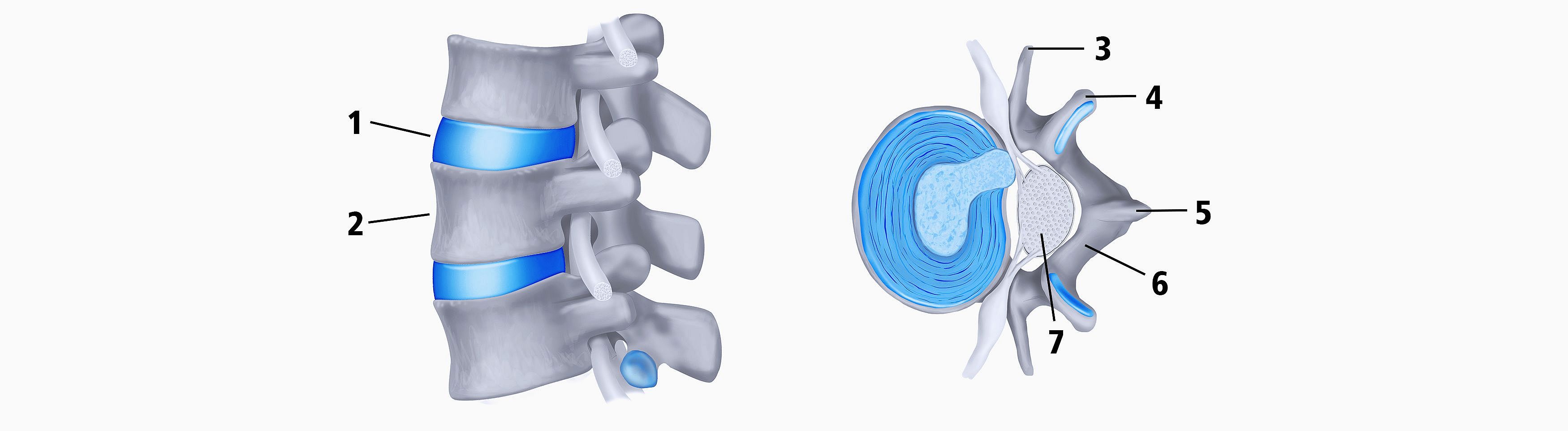 Die Grafik zeigt die Nahaufname einer Wirbelsäule. Zu sehen sind Wirbelkörper und Bandscheibe, einmal von der Seite und einmal im Querschnitt.