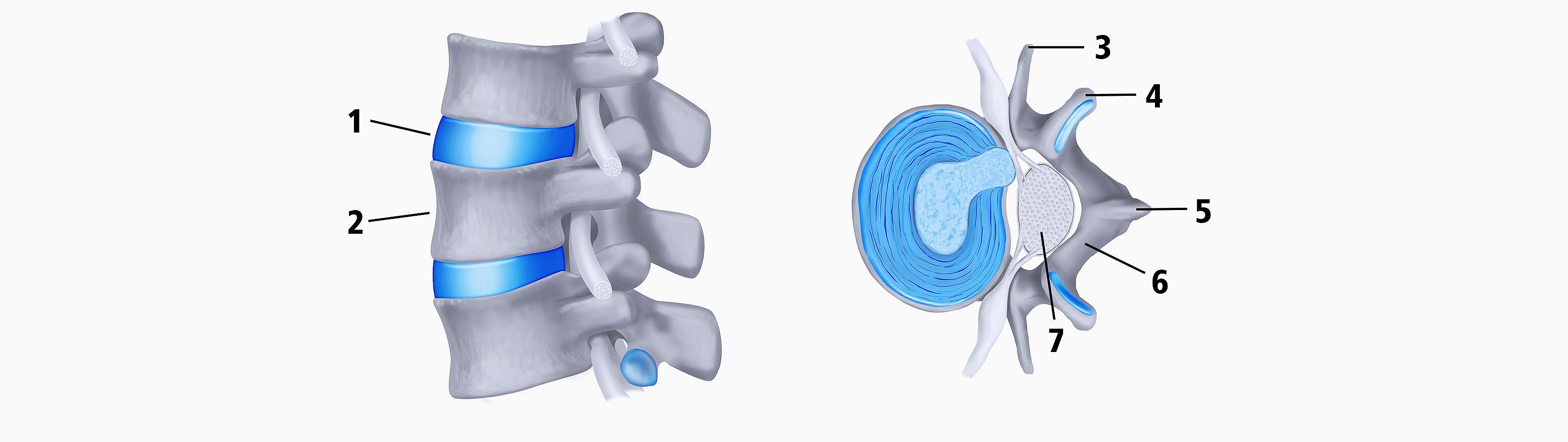 Die Grafik zeigt die Nahaufname einer Wirbelsäule. Zu sehen sind Wirbelkörper und Bandscheibe, einmal von der Seite und einmal im Querschnitt.